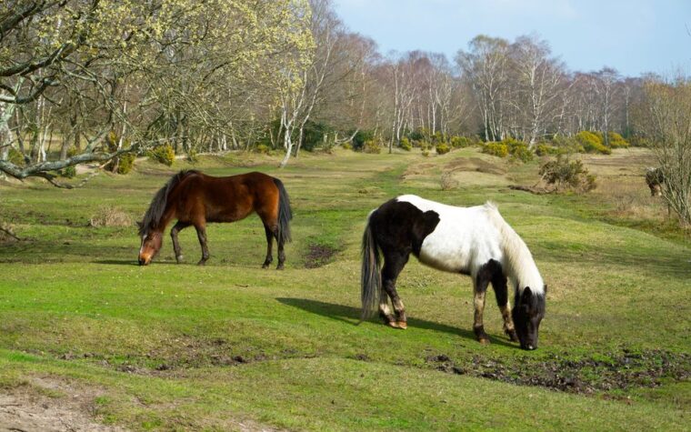 Child in serious condition after being kicked by pony in New Forest